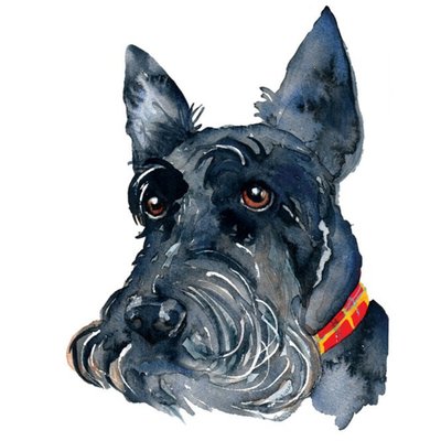 Illustrated Watercolour Dog Scottish Terrier Just A Note Card