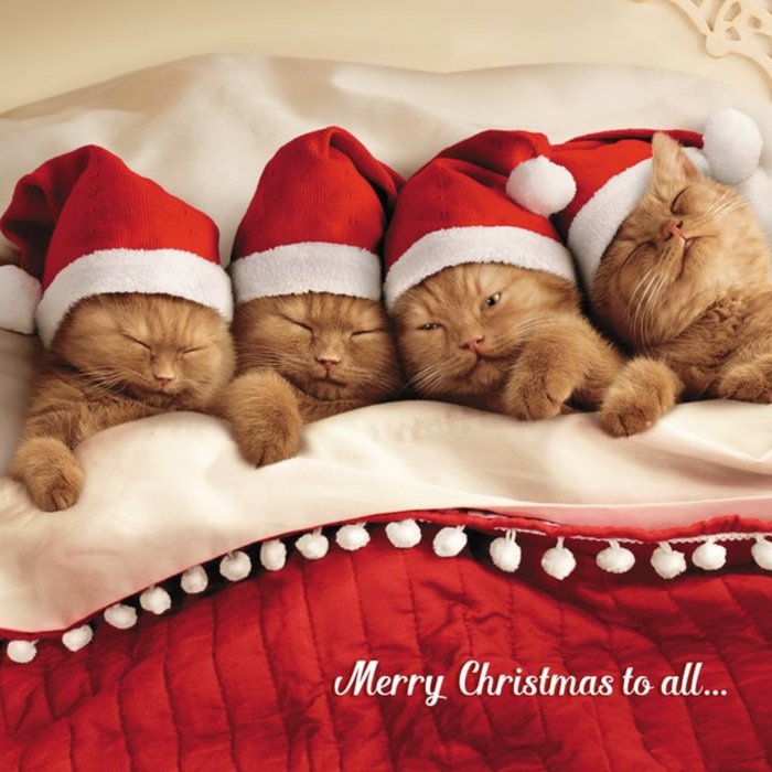 Four Kittens Christmas Greetings Card