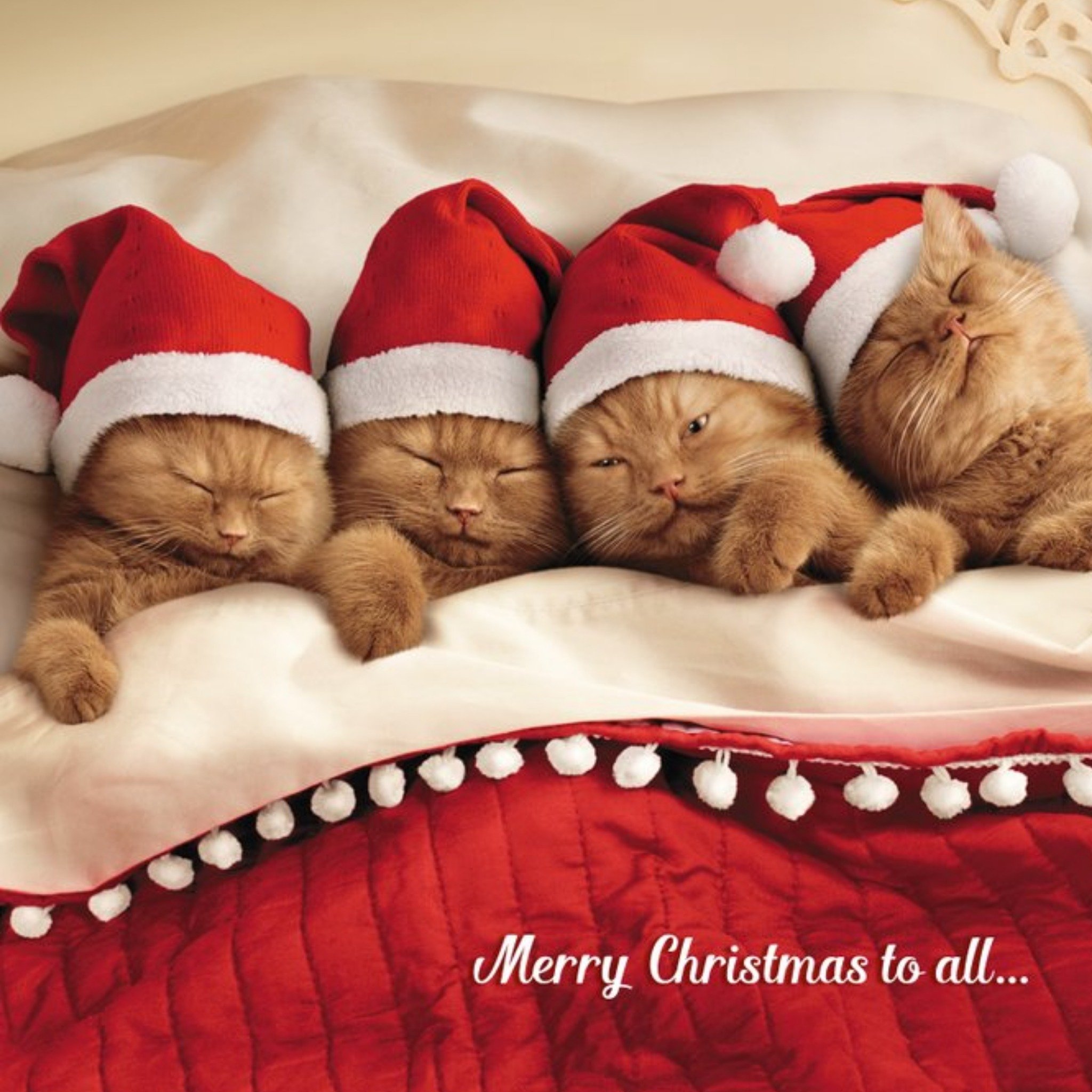 Four Kittens Christmas Greetings Card, Square