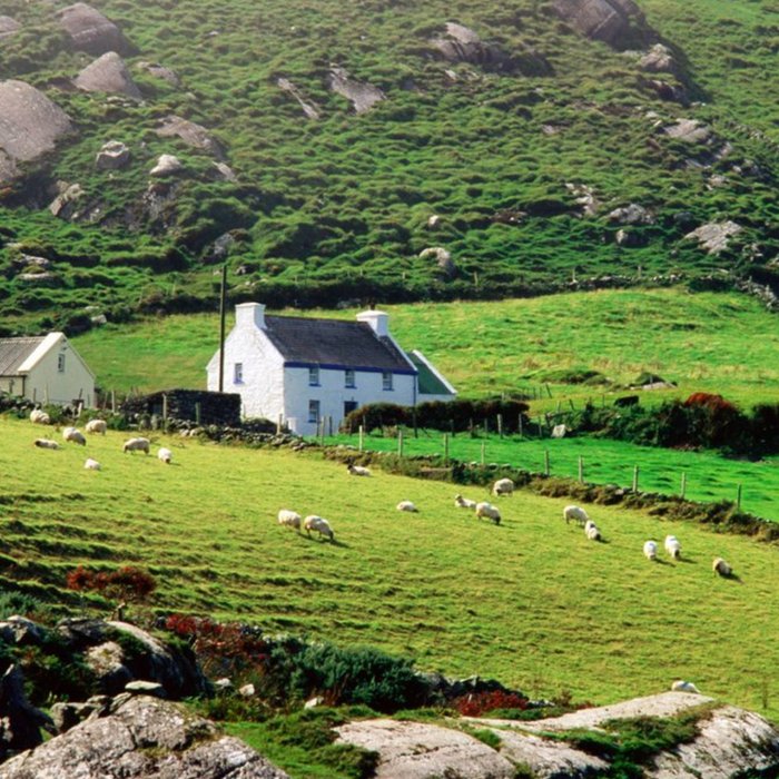 Photographic Sheep grazing near farmhouses, Munster, Ireland Just A Note Card