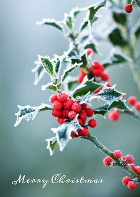 Christmas Card - Merry Christmas - Snow - Holly - Winter Berries