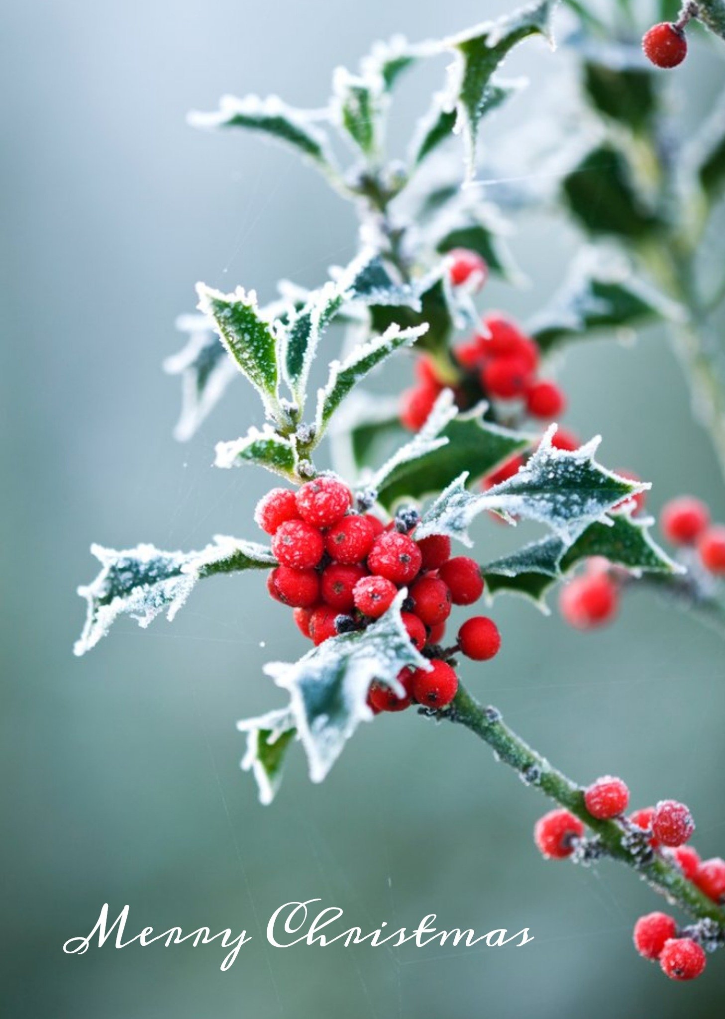 Christmas Card - Merry Christmas - Snow - Holly - Winter Berries Ecard