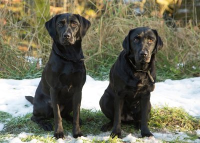 Photo Of Two Black Labradors In Snow Dog Card