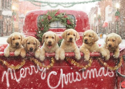 Six Dogs Christmas Greetings Card