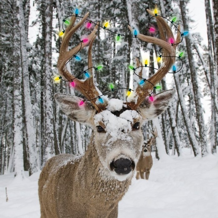 Reindeer In The Snow Personalised Merry Christmas Card