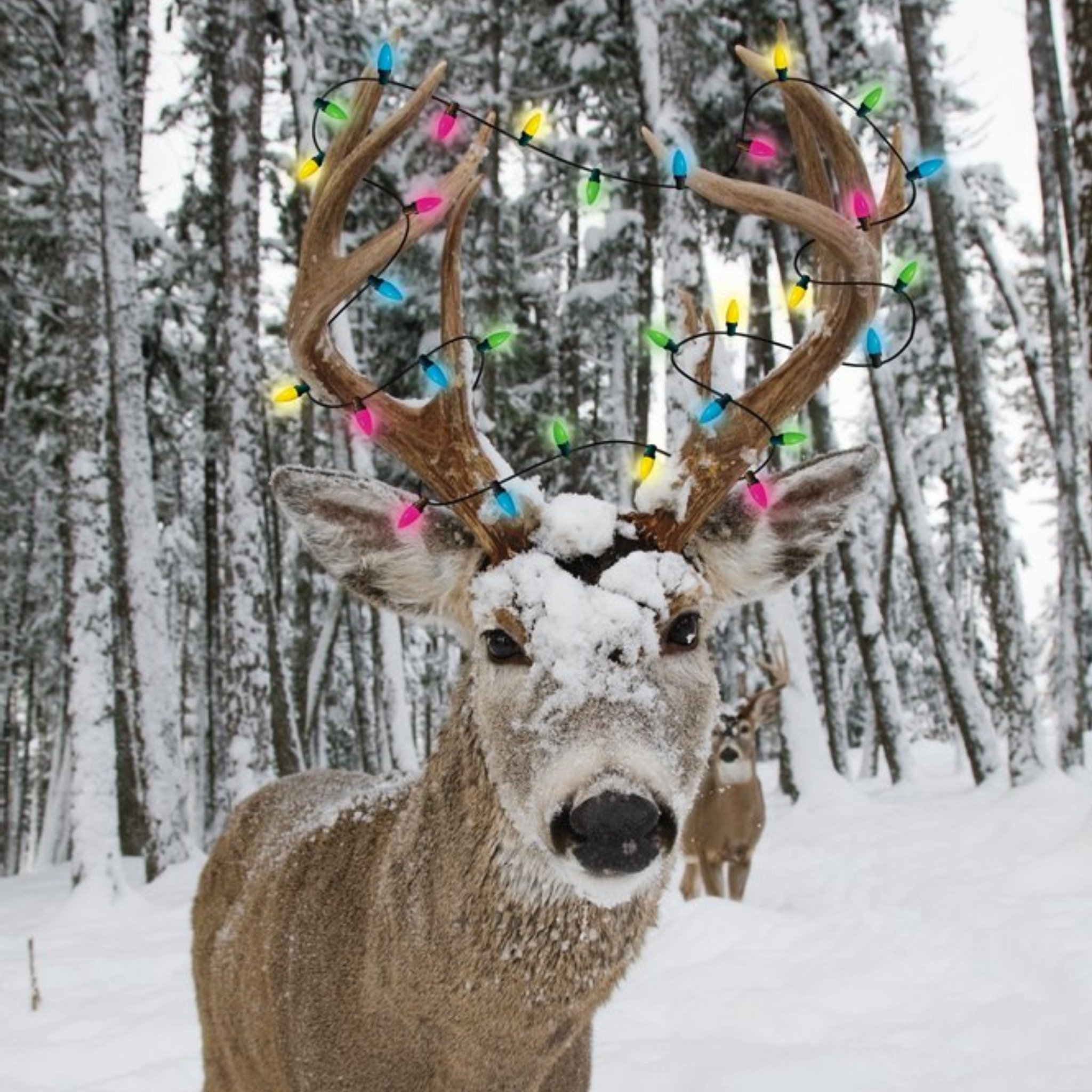 Reindeer In The Snow Personalised Merry Christmas Card, Square