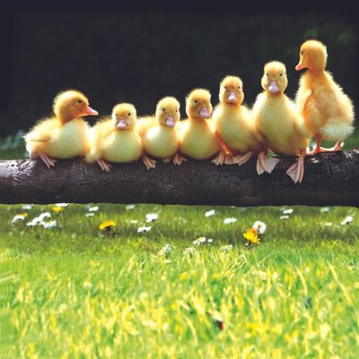 Seven Little Ducklings Personalised Card