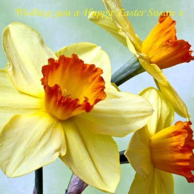 Yellow Spring Flowers Happy Easter Sunday Card