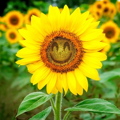 Photographic Sunflower Happy Face Just a Note Card