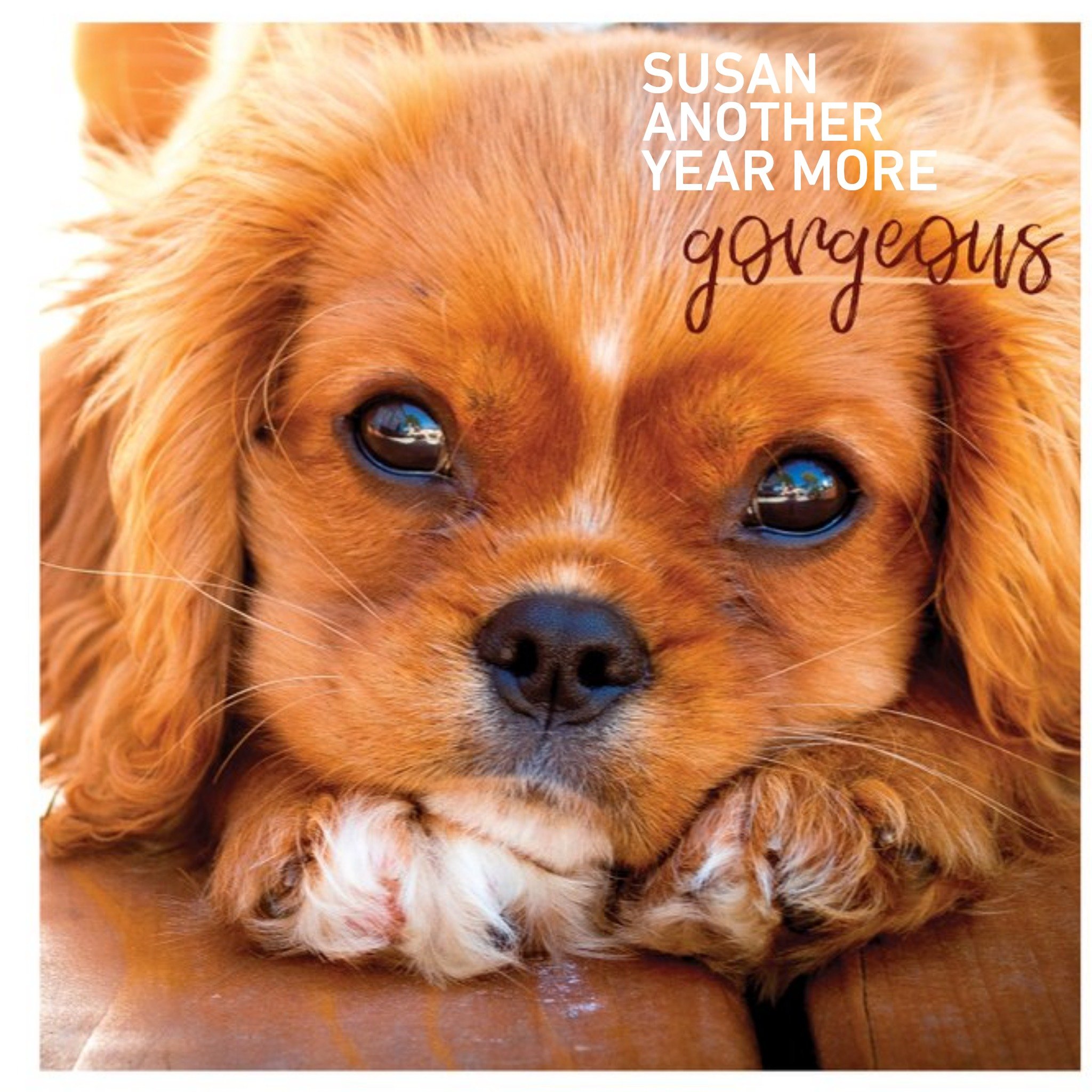 Photographic Dog Gorgeous Card, Square