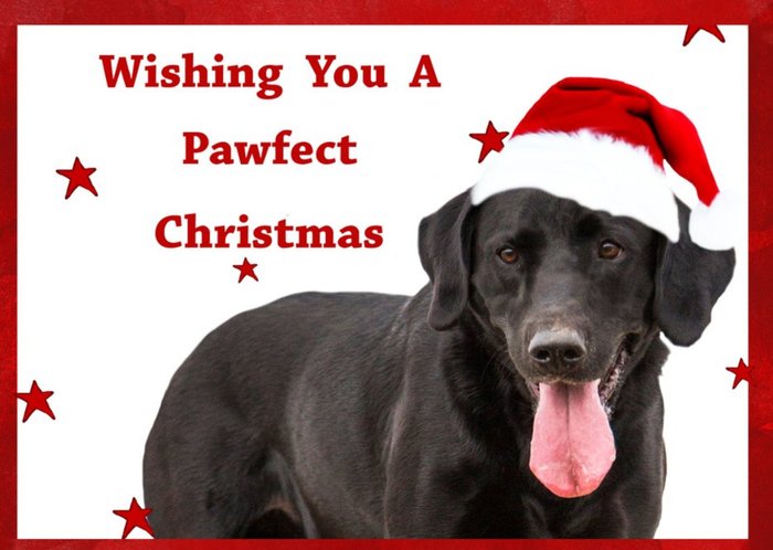 Photo Of Dog Wishing You A Pawfect Christmas Card