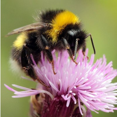 Photographic Bumblebee On A Thistle Galway Just A Note Card