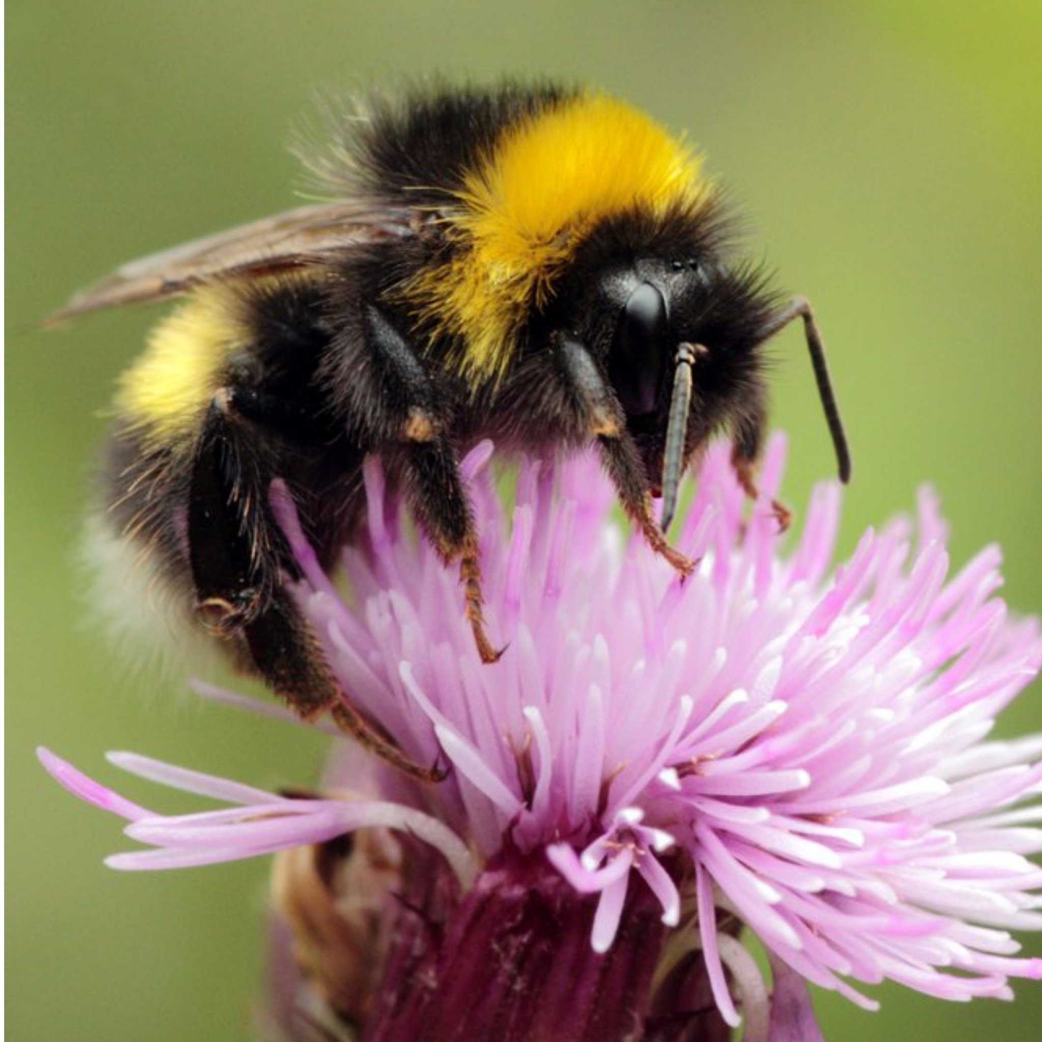 Moonpig Photographic Bumblebee On A Thistle Galway Just A Note Card, Large