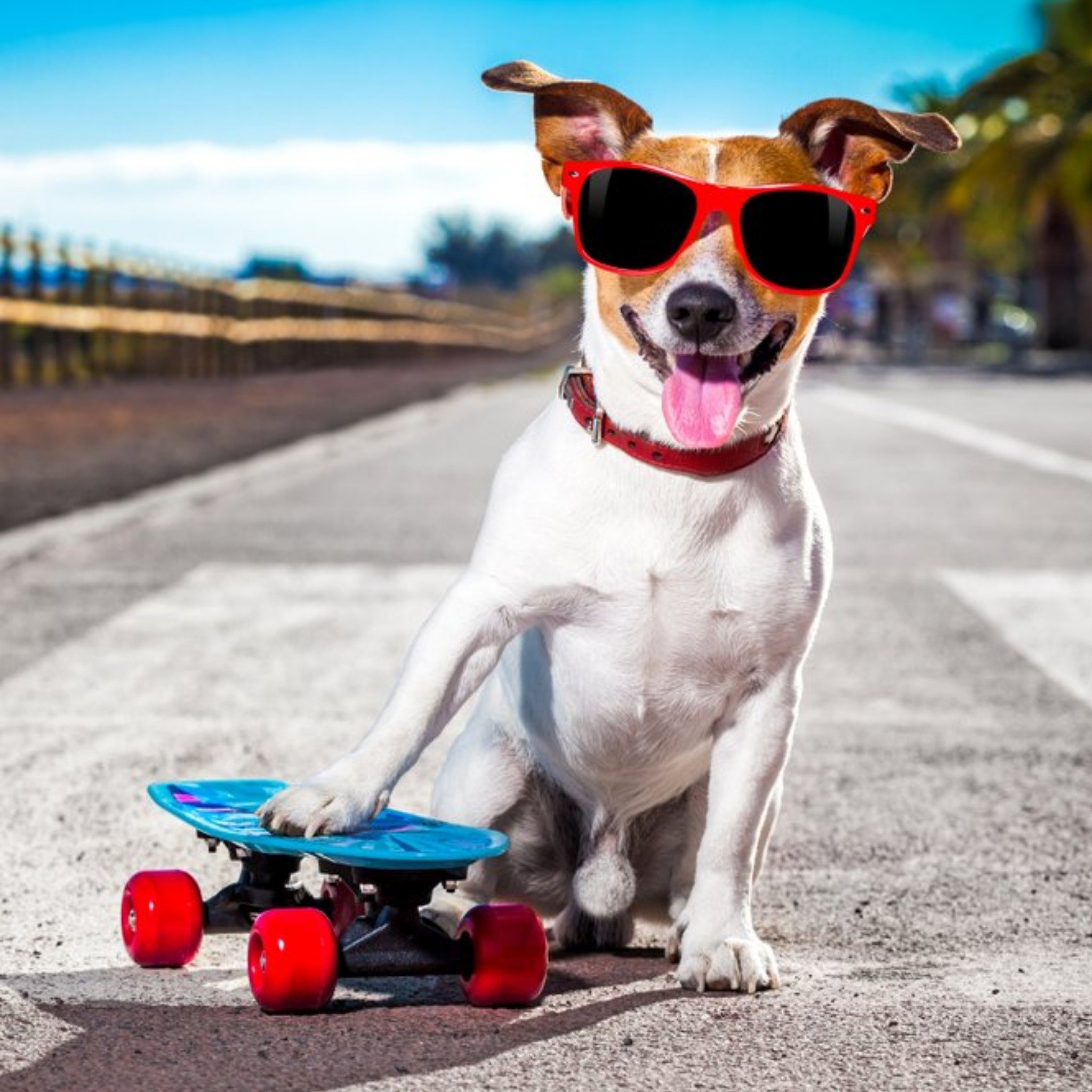 Moonpig Cool Skateboard Dog In Sunglasses Card, Square