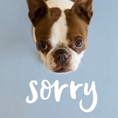Sad Dog Sorry Card