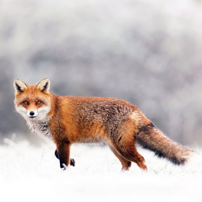 Photographic Red Fox Walking On The Snow In Dunleckny, County Carlow, Ireland Just A Note Card