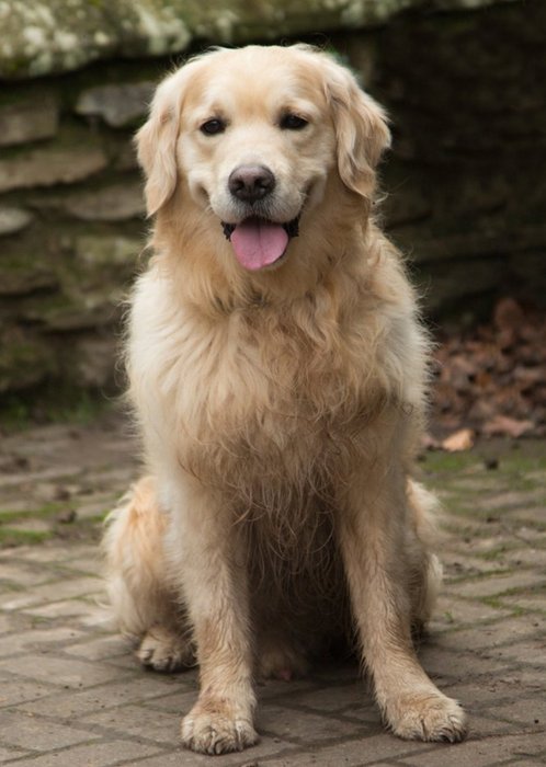 Photo Of Golden Retriever Dog Card