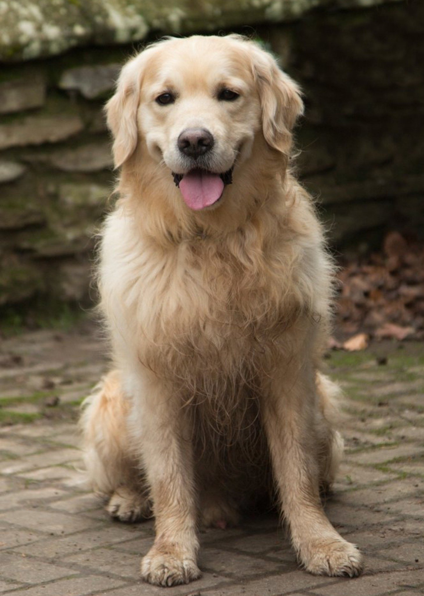 Photo Of Golden Retriever Dog Card Ecard