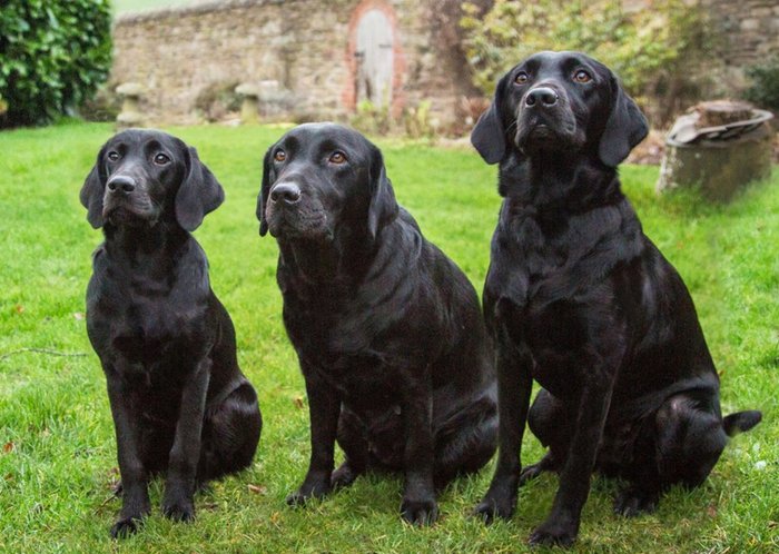 Photo of Three Black Labradors Dog Card
