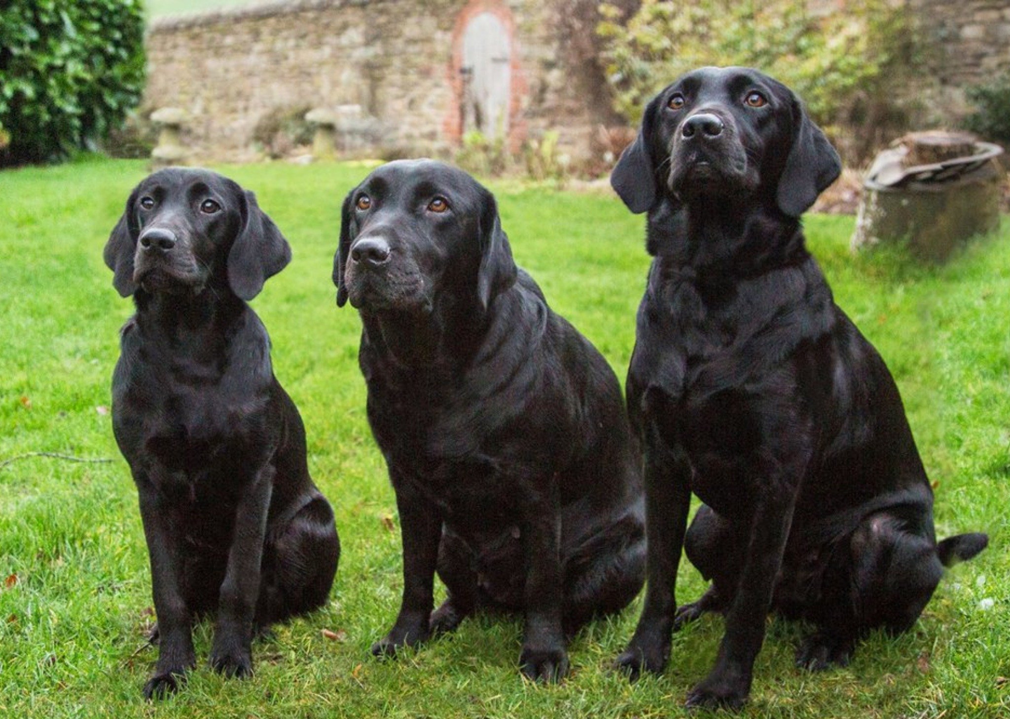 Moonpig Photo Of Three Black Labradors Dog Card, Large