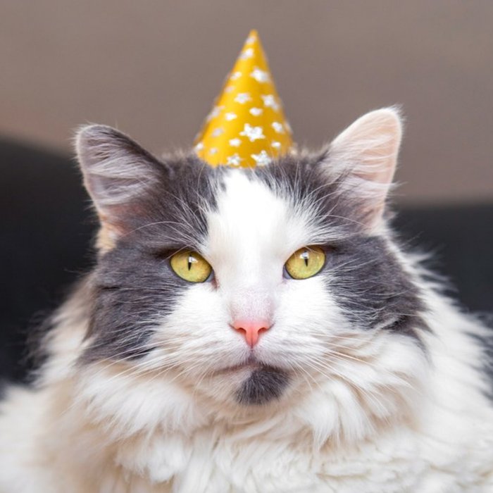 Cute Longhair Cat In Party Hat Card