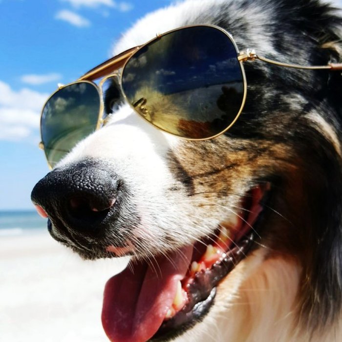 Cool Cute Collie Dog In Sunglasses Card