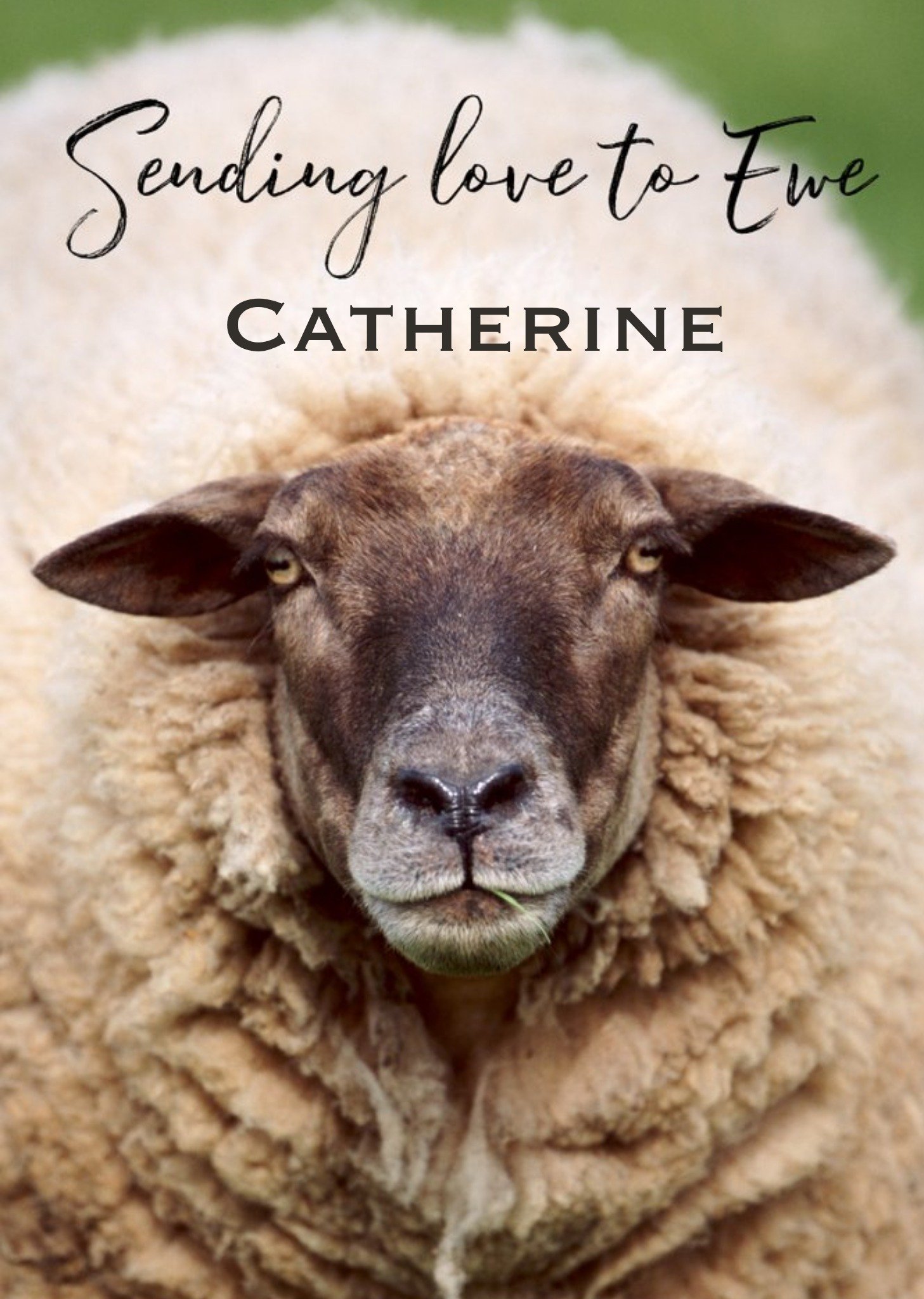 Moonpig Harmonia Ireland Photo Of Sheep Sending Love To Ewe Card, Large