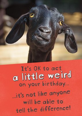 Funny Photographic Goat Act a Little Weird Card