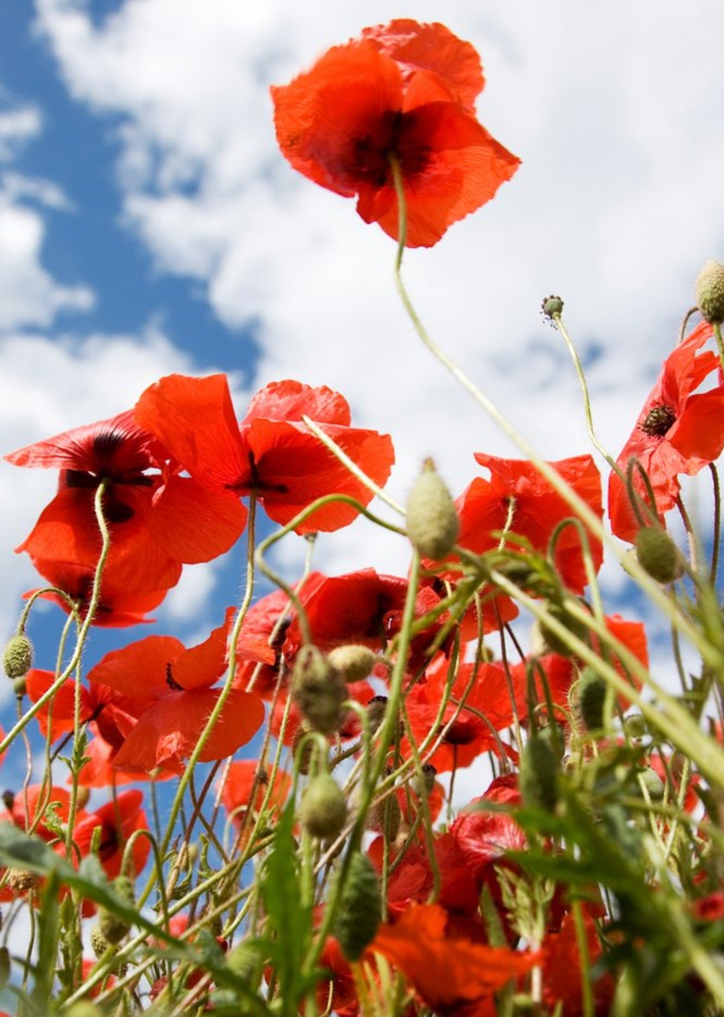 Photo Of Poppies Floral Card Ecard