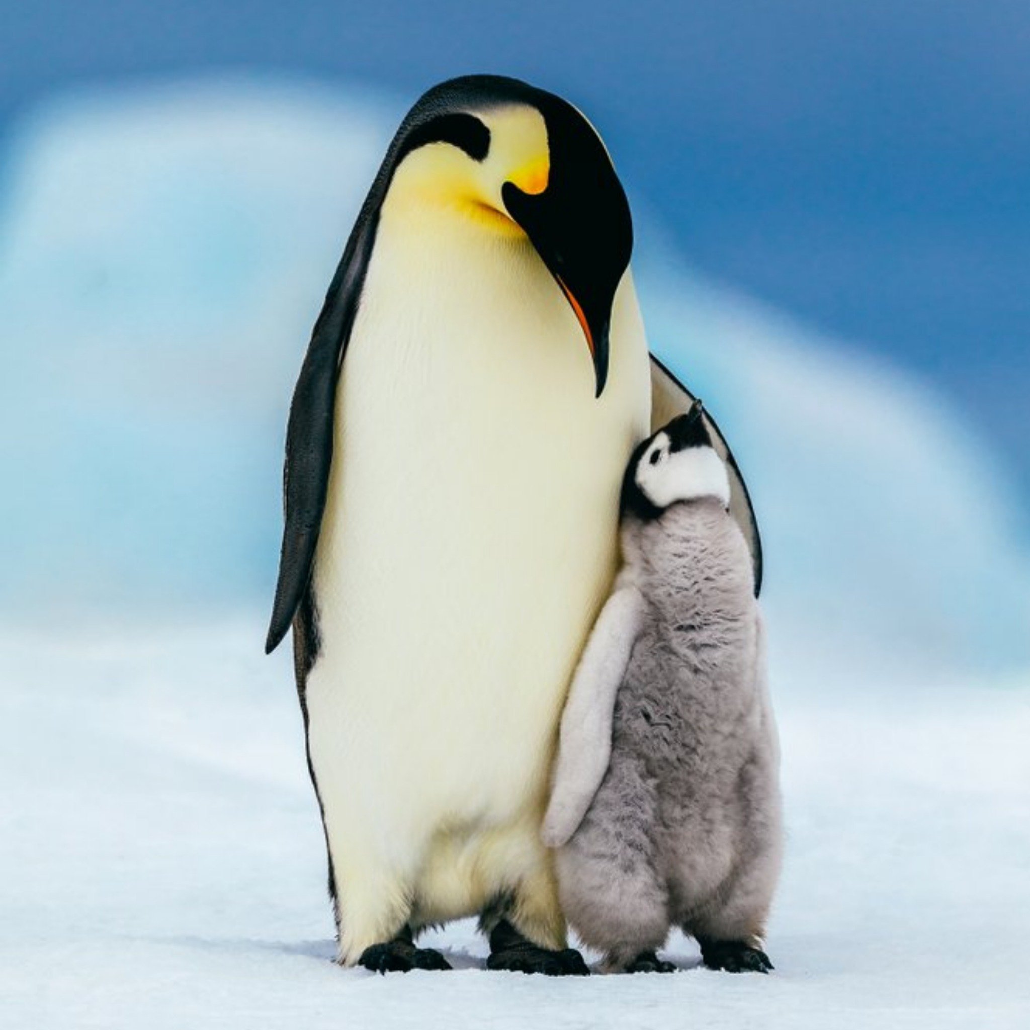 Cute Child And Parent Penguins Hugging Card, Square