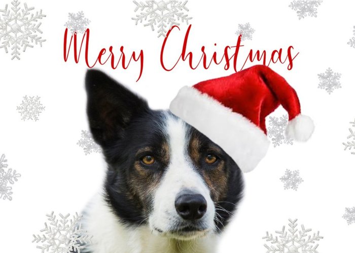 Photo Of Dog Border Collie Merry Christmas Card