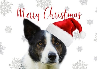Photo Of Dog Border Collie Merry Christmas Card