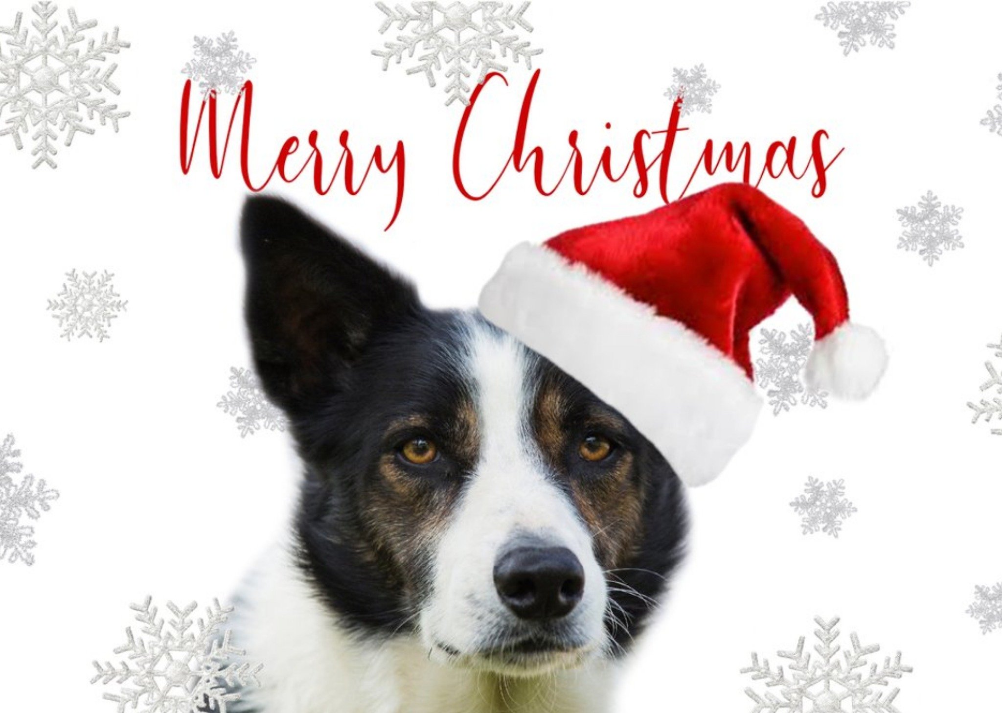 Photo Of Dog Border Collie Merry Christmas Card Ecard