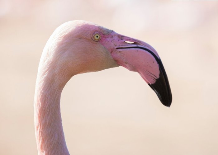 Photo of Flamingo Bird Card