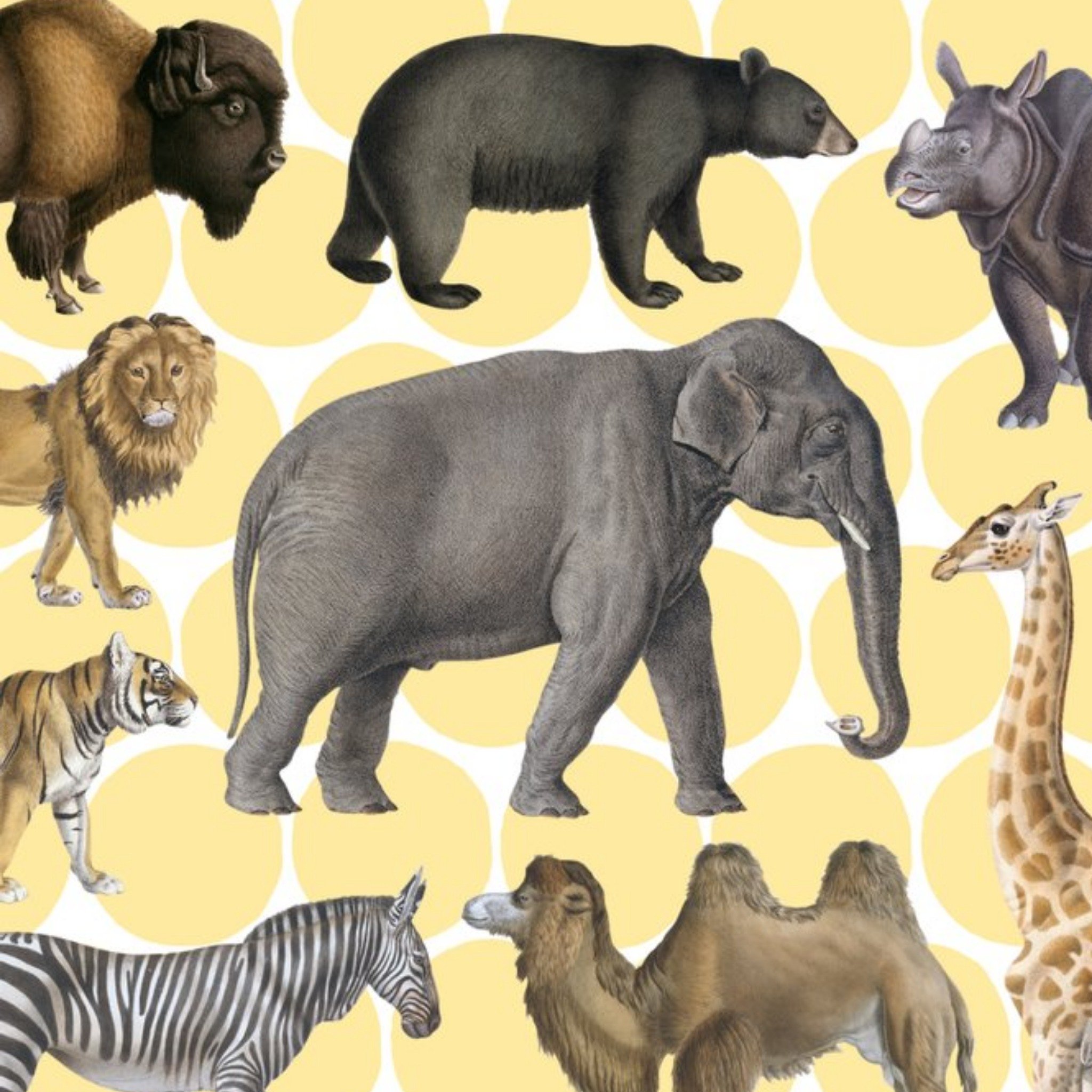 The Natural History Museum Elephants And Animals Card, Square
