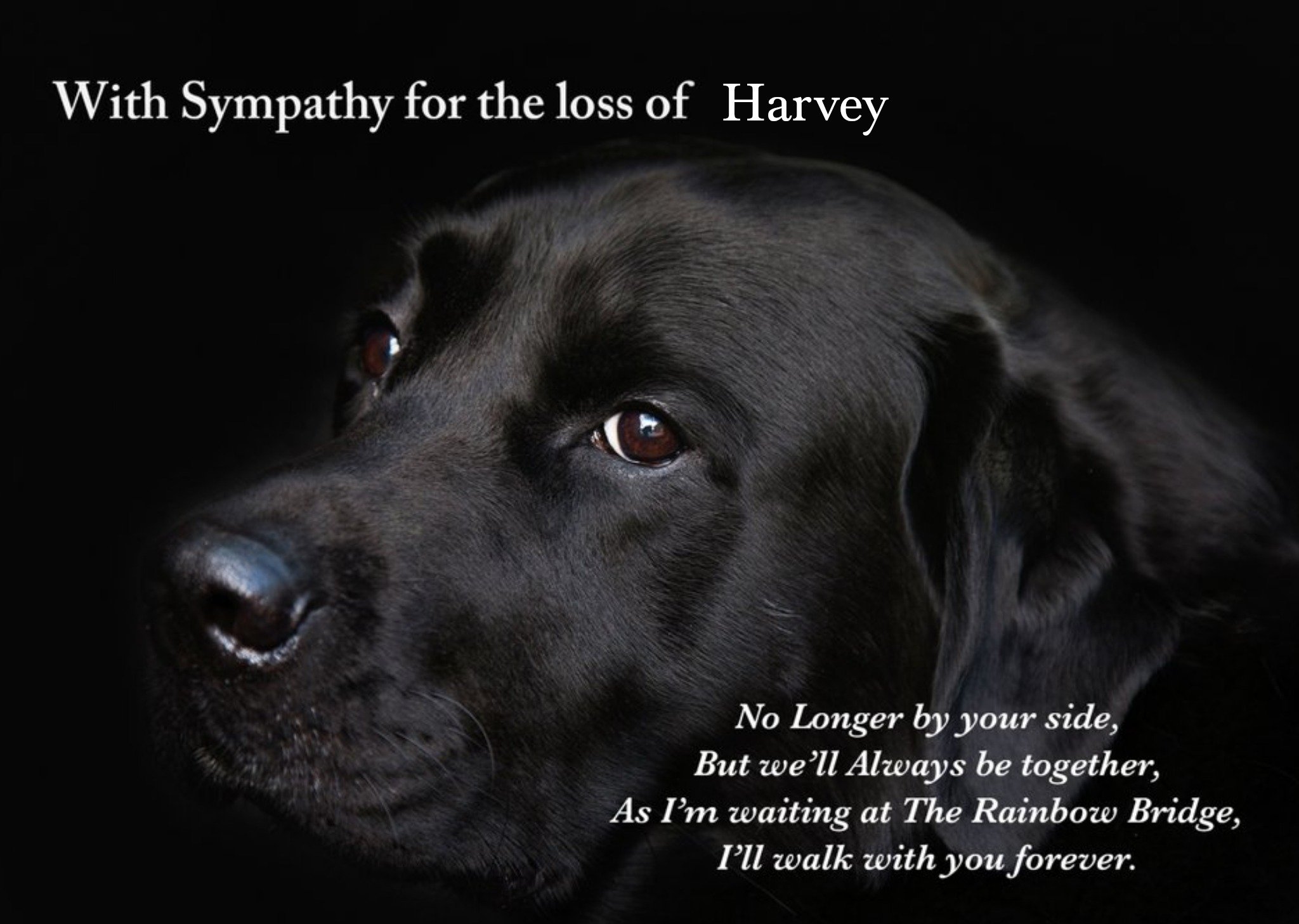 Moonpig Photographic Dog Customisable Sympathy Card, Large