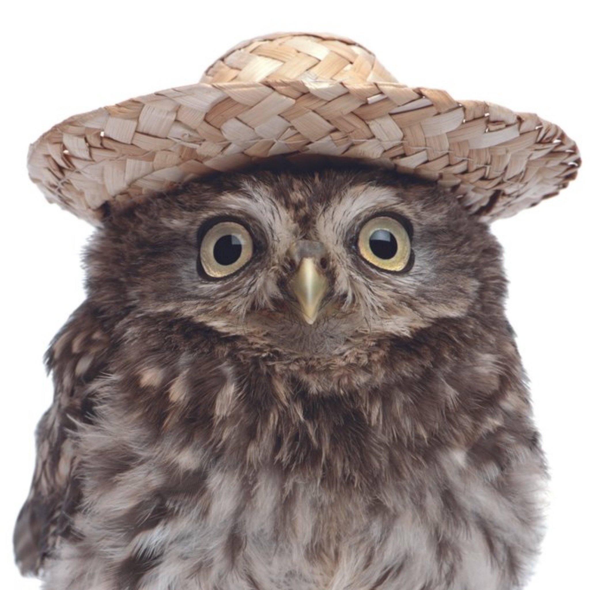 Cute Owl In Straw Hat Personalised Greetings Card, Square