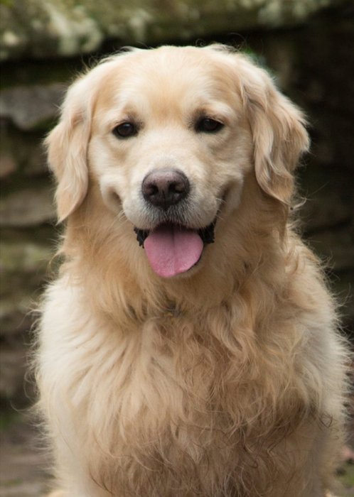 Photo Of Golden Retriever Dog Card