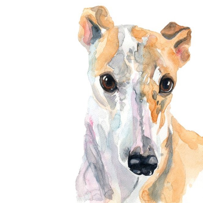 Illustrated Watercolour Dog Greyhound Just A Note Card