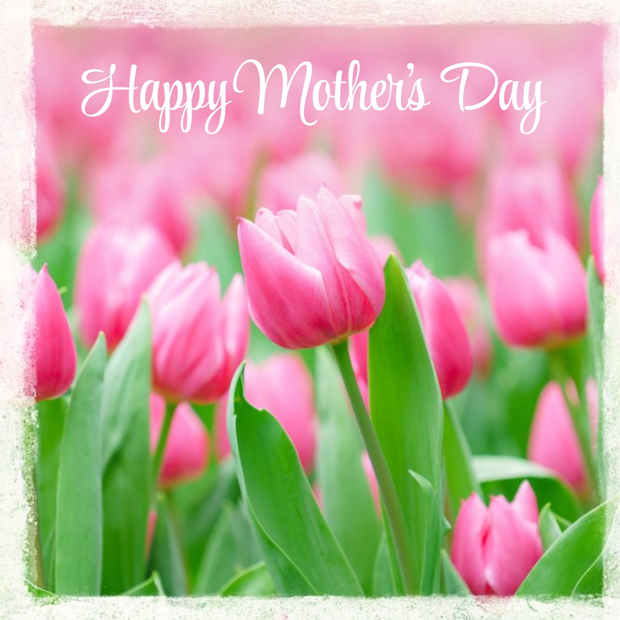 Pretty Pink Tulips Happy Mother's Day Card, Square