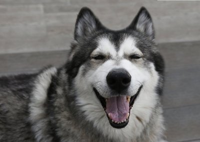 Photo of Happy Husky Dog Card