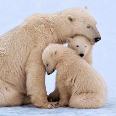 3 Polar Bears Cute Family Just a Note Card