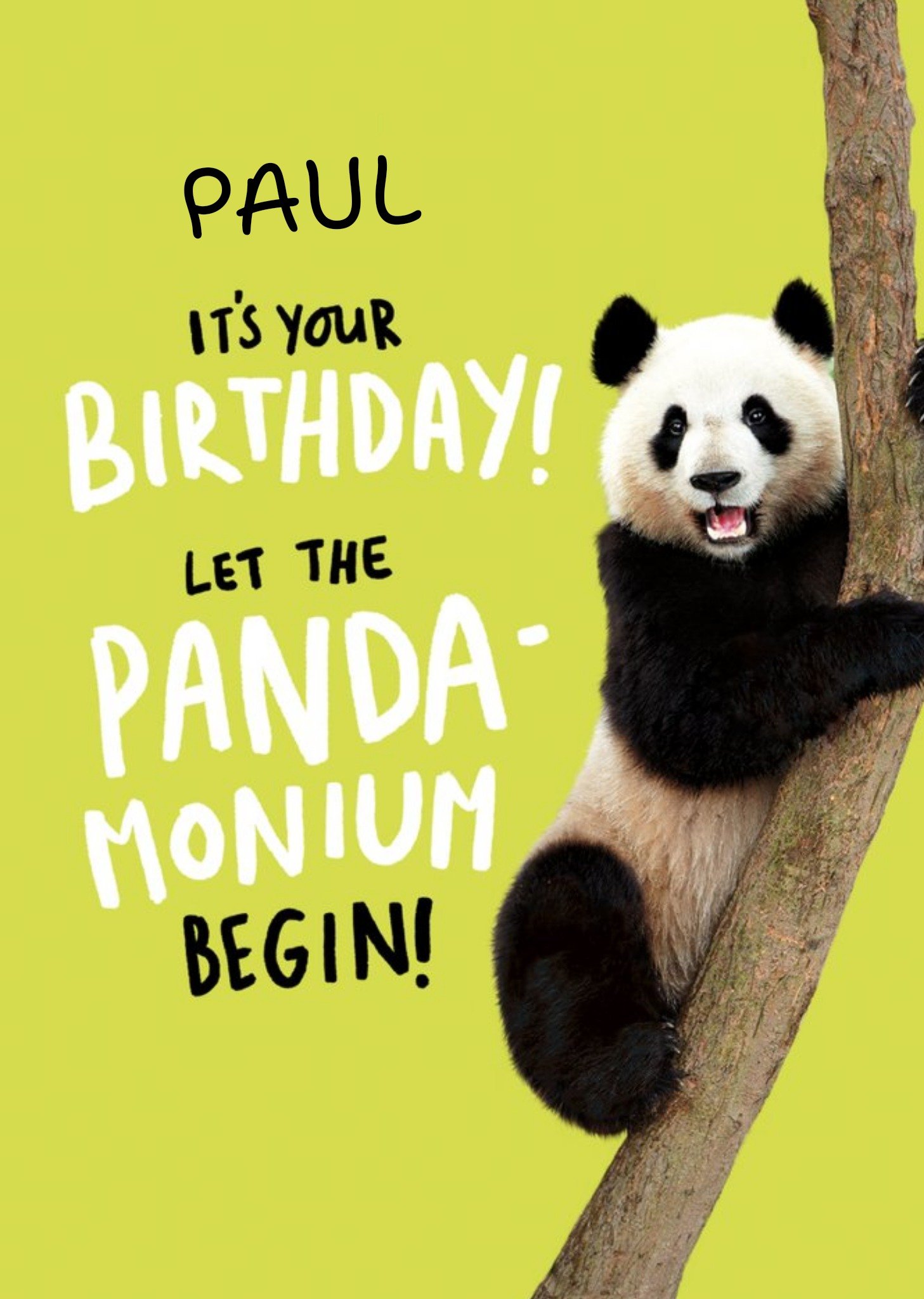 Photographic Image Of A Panda On A Lime Green Background Birthday Card Ecard