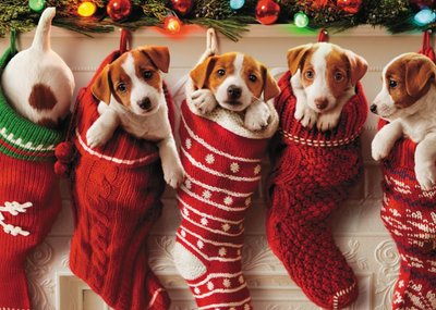 Puppies In Stockings Christmas Card