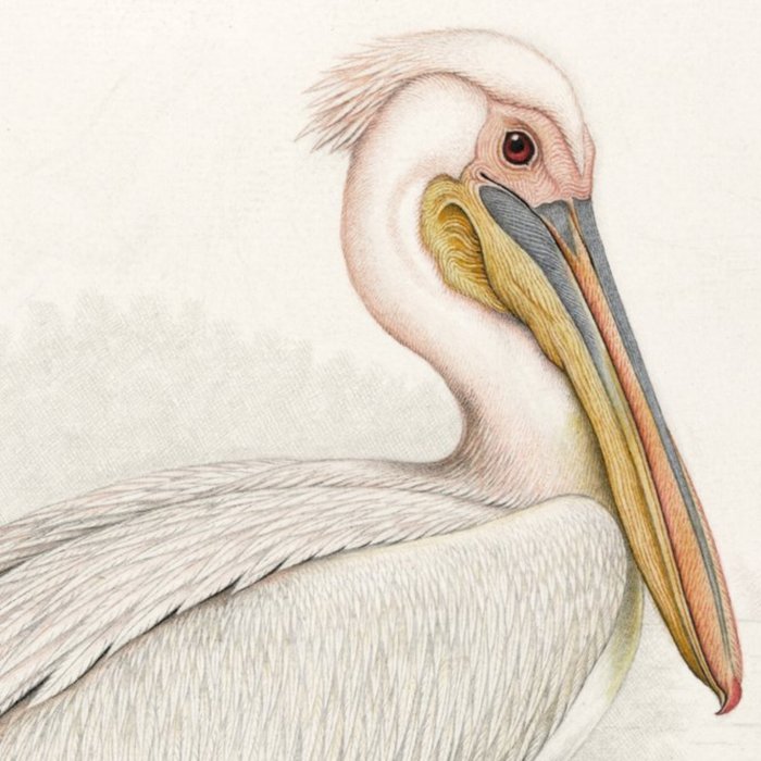 Illustrated Pelican Card