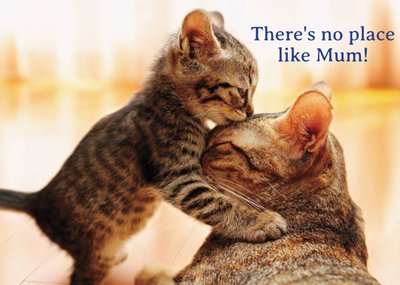 Mother's Day Card - Cat and Kitten - No Place Like Mum