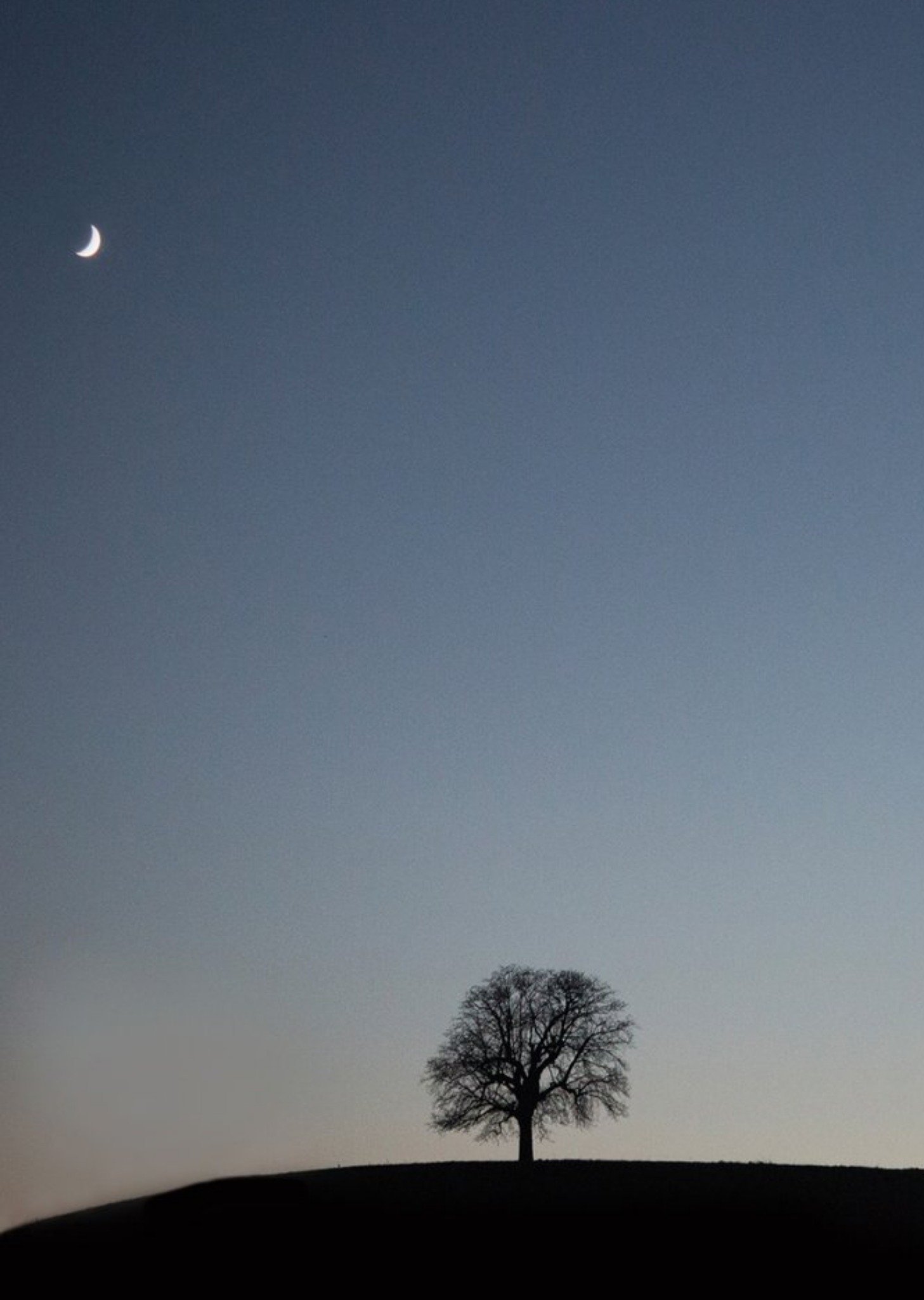 Photo Of Tree On Hill Night Time Scene Card Ecard