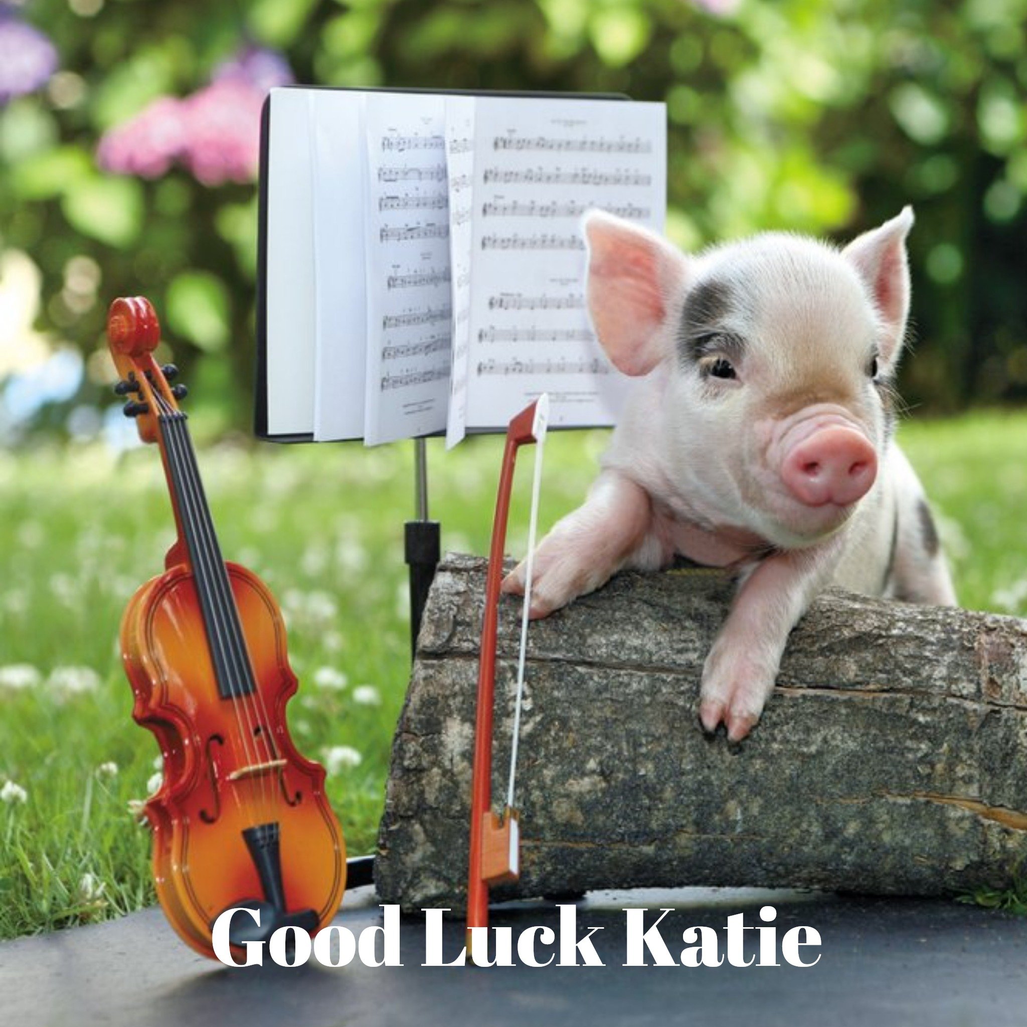 Pig And A Fiddle Personalised Good Luck Card, Square