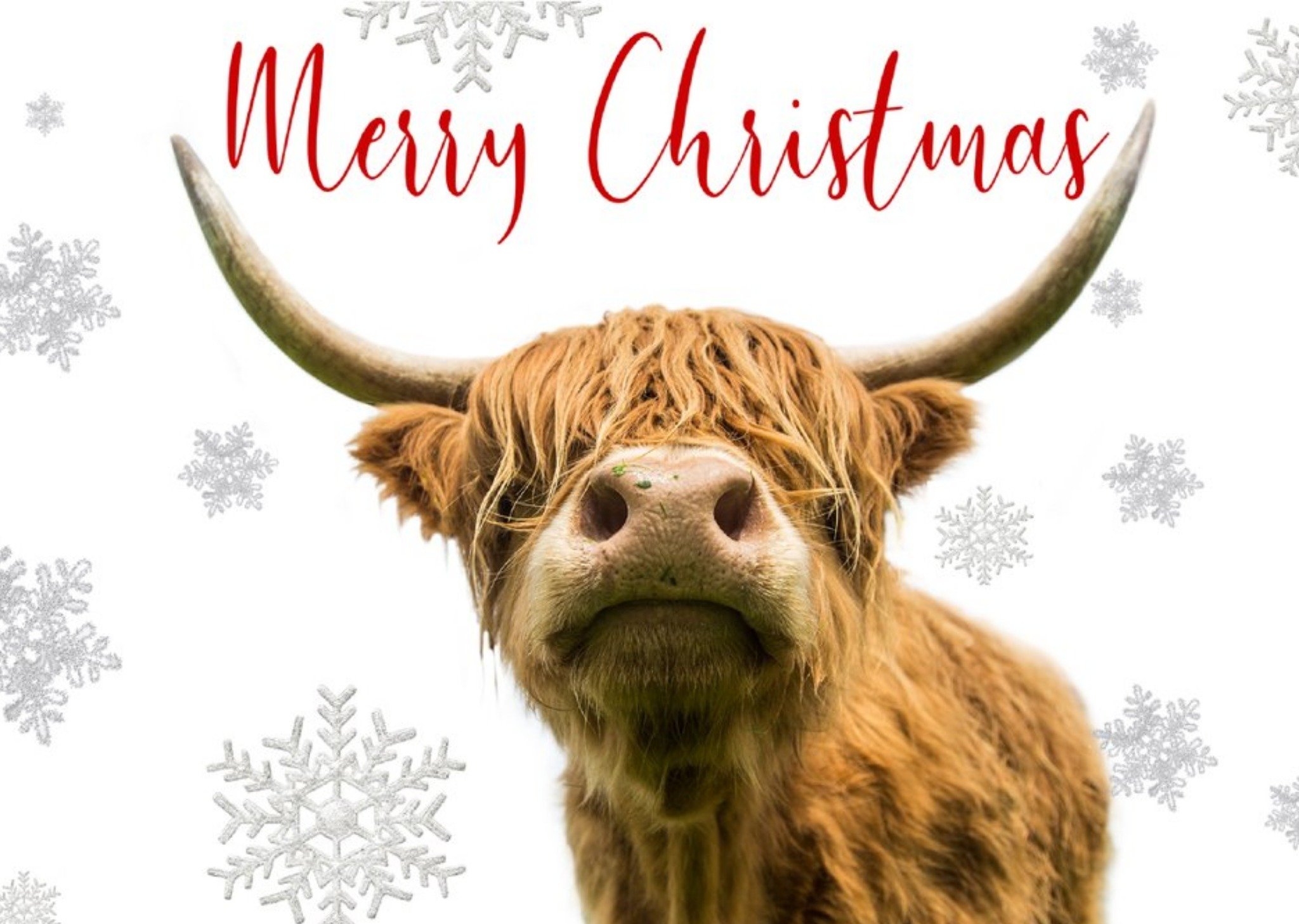 Moonpig Photo Of Cow Merry Christmas Card Ecard