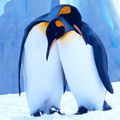 Cute Hugging Penguins Card